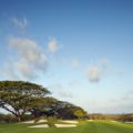 バリナショナルゴルフクラブの大きな樹木