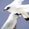 バリバードパーク の白い鳥