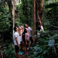 ジャングルの大きな樹木を見上げる参加者